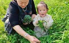 欧美成人精品A片免费区网站